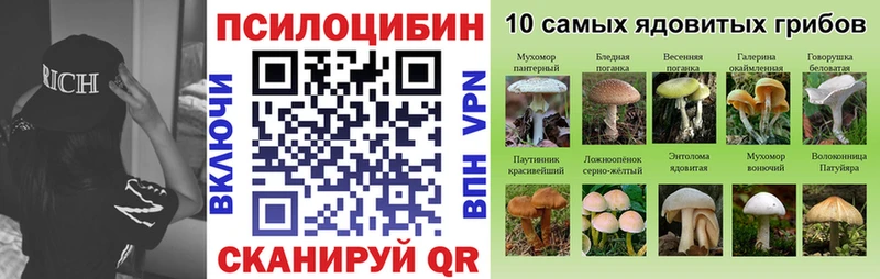 Галлюциногенные грибы Psilocybe  Балей 
